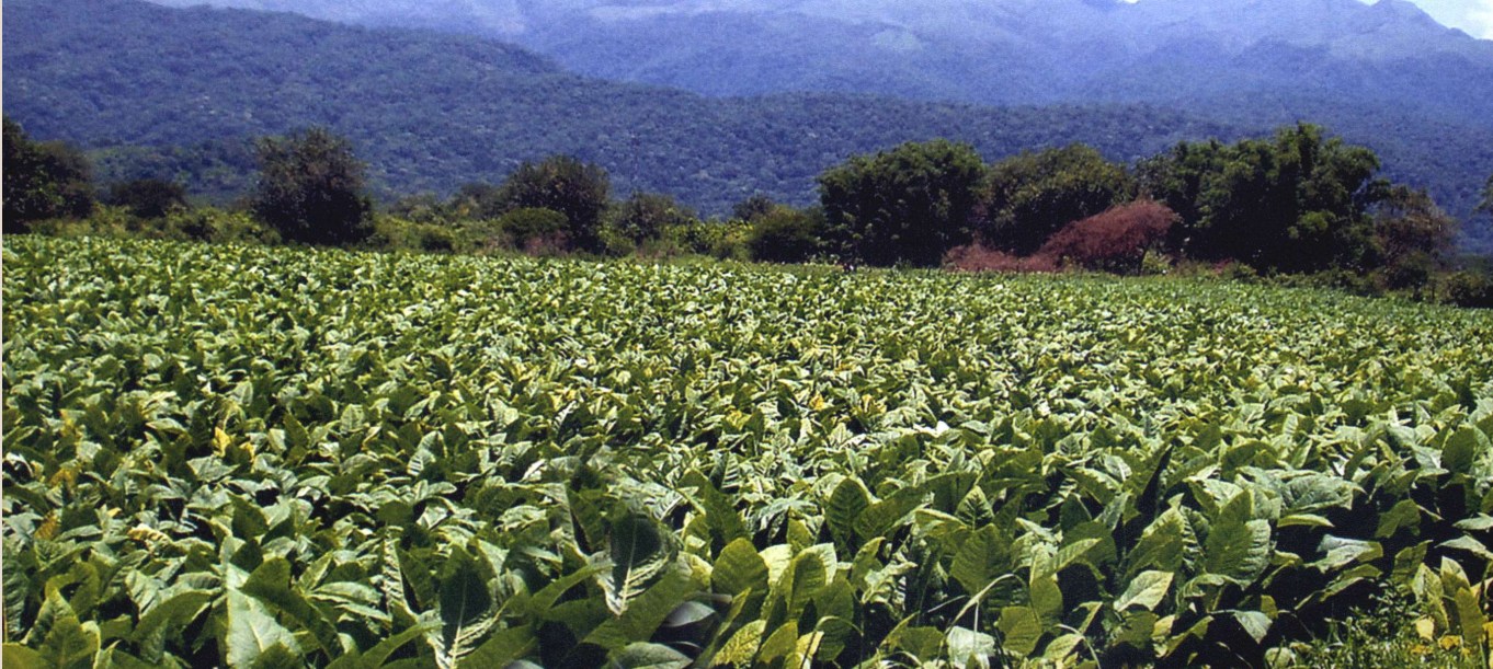 El tabaco tucumano vuelve a crecer tras cuatro campañas consecutivas en baja