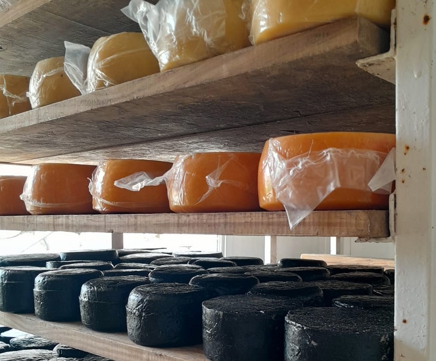 El sabor de la montaña busca su sello: Avanza la certificación oficial del Queso de Tafí