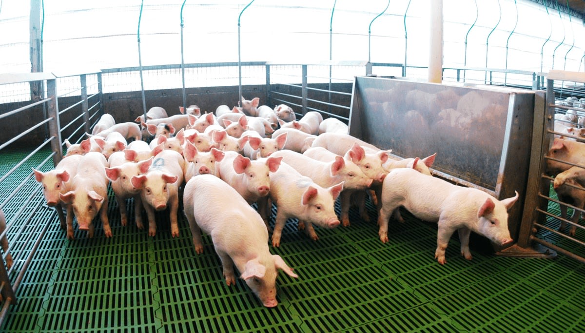 Récord histórico del sector porcino: creció la faena, la producción y el consumo