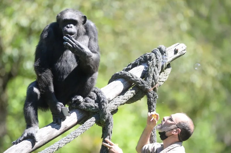 tomy-el-chimpance-del-ecoparque-la-plata.webp