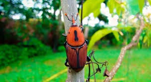 Declaran la emergencia fitosanitaria en la isla Martín García por una plaga que amenaza a las palmeras