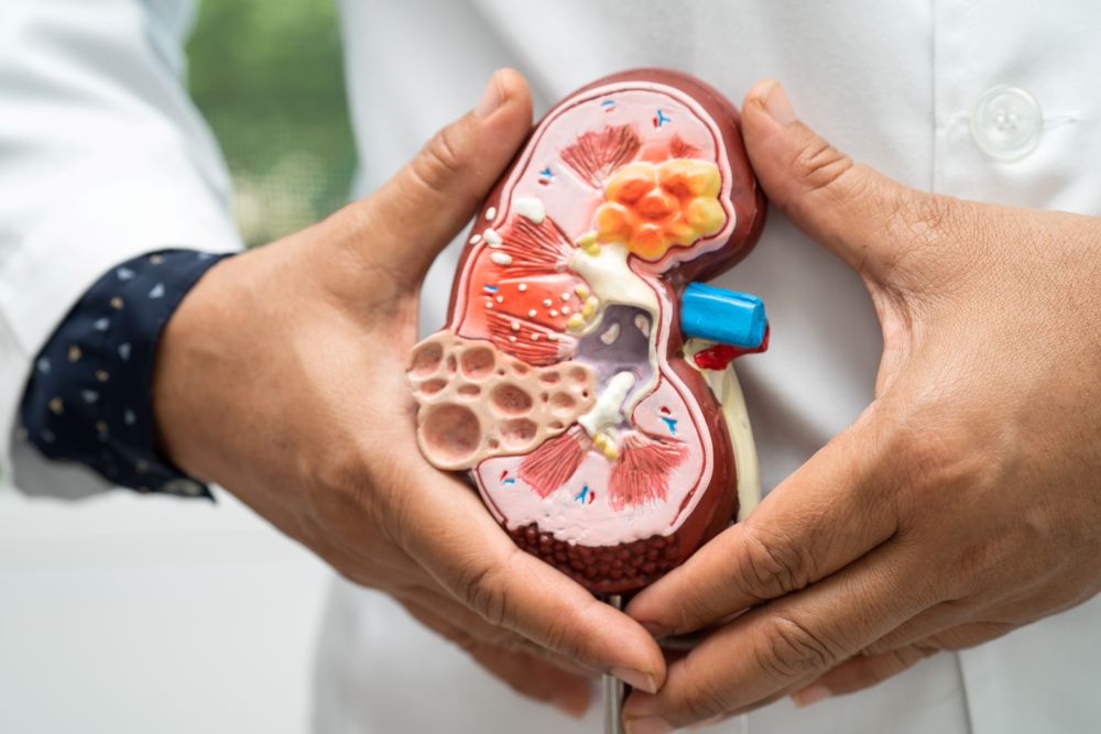 Un estudio simple de orina podría anticipar enfermedades renales y cardíacas