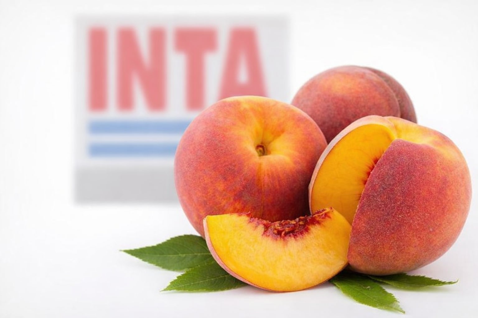 Tres nuevos duraznos del INTA llegan al mercado tras años de desarrollo