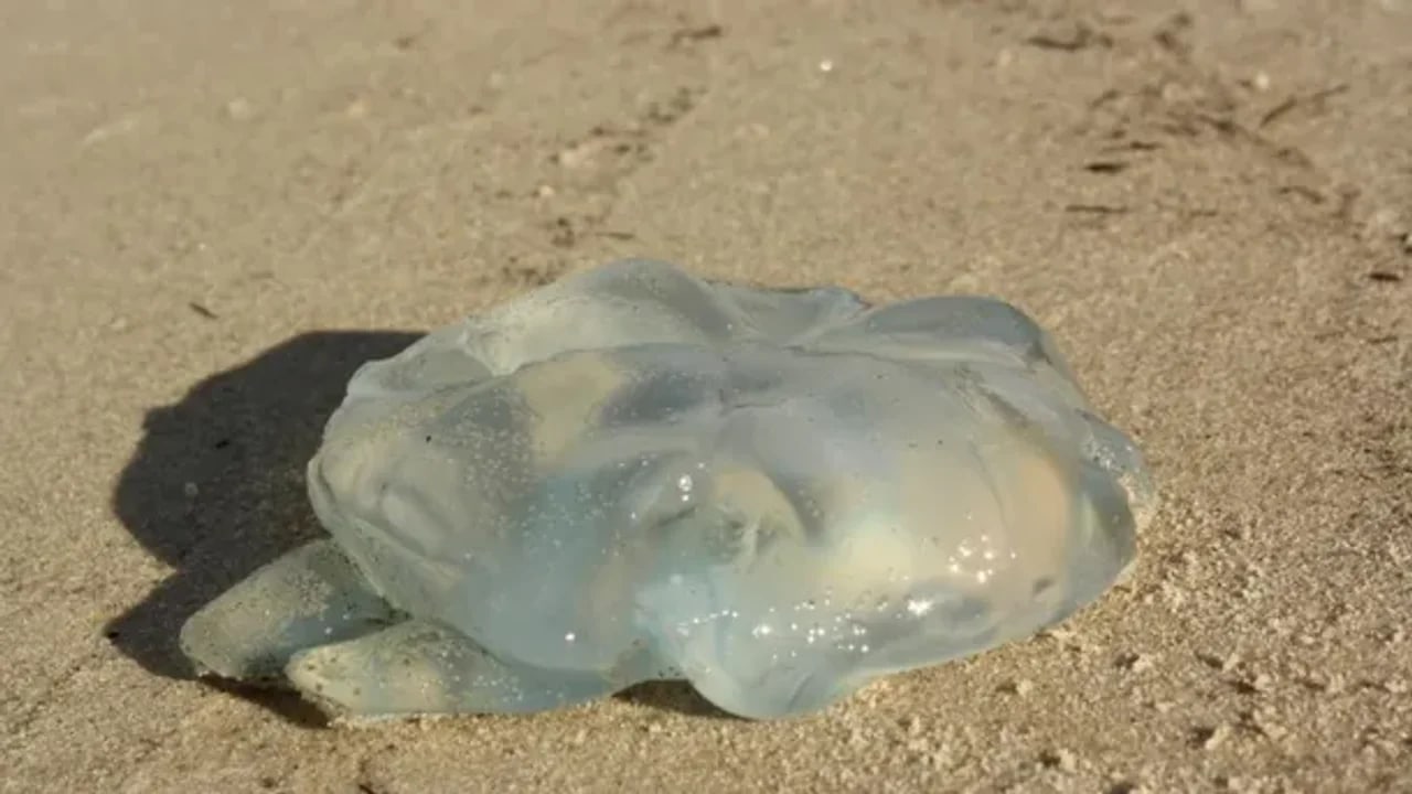 Alerta por medusas en Mar del Plata: el mar más caliente dispara las picaduras y preocupa a turistas