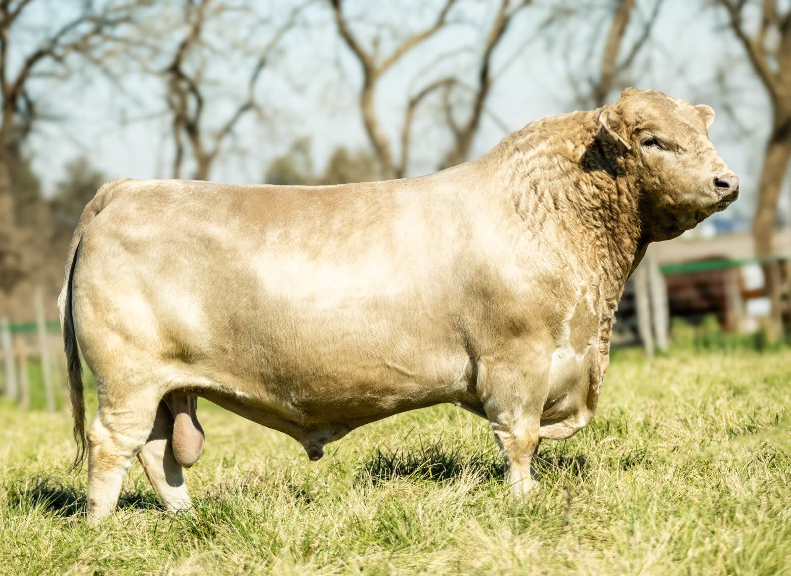 "Rama", el mejor toro del mundo, es argentino