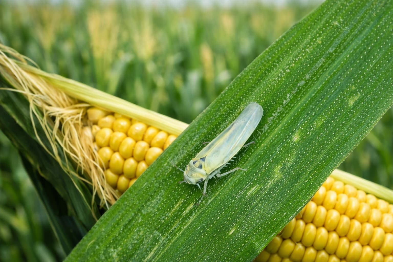 Chicharrita del maíz: la plaga que cambió la forma de producir en el norte argentino