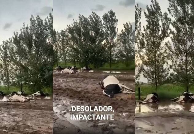 Encuentran una decena de vacas muertas después de un temporal en Córdoba