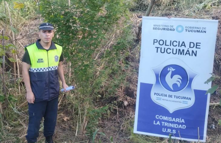 Hallan plantas de marihuana en una vivienda de Los Lapachos tras la fuga de un sospechoso