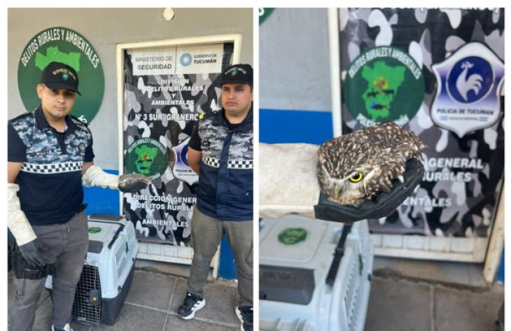 Aguilares: trasladaron a un búho lesionado para su recuperación