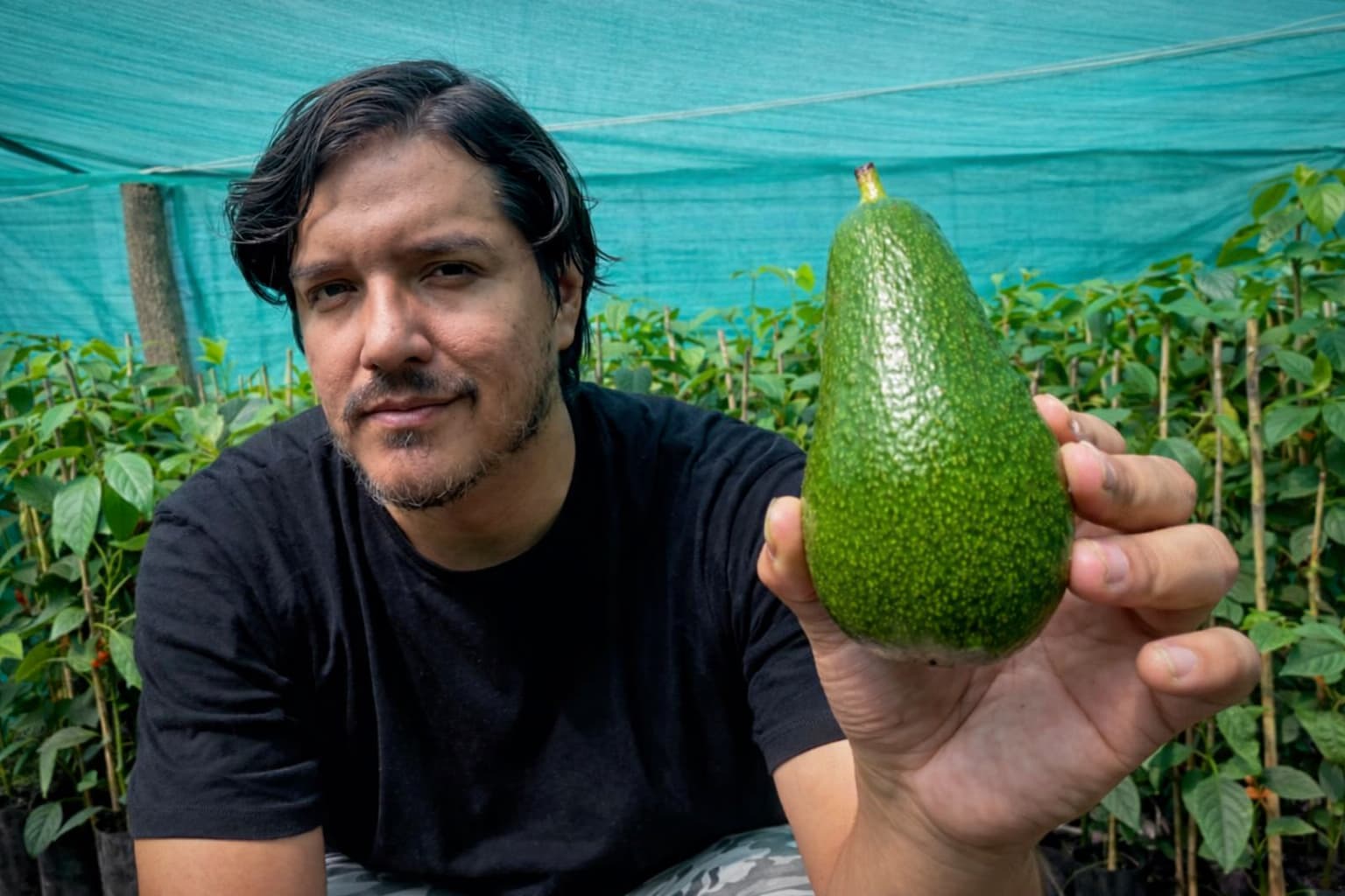 El “influencer del oro verde” que revolucionó el cultivo de paltas desde Tucumán