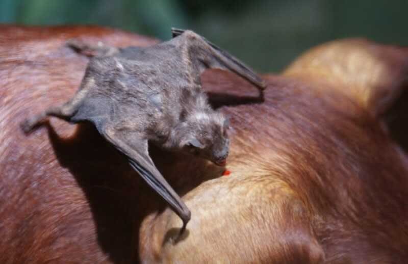 Detectan rabia transmitida por murciélagos en un rodeo bovino correntino