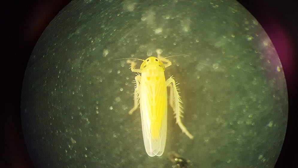 Aumenta la chicharrita en todas las regiones del país, pero el maíz está menos expuesto