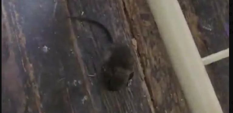 “Ni limpias las pueden mantener”: Huesen criticó la situación de las escuelas tucumanas