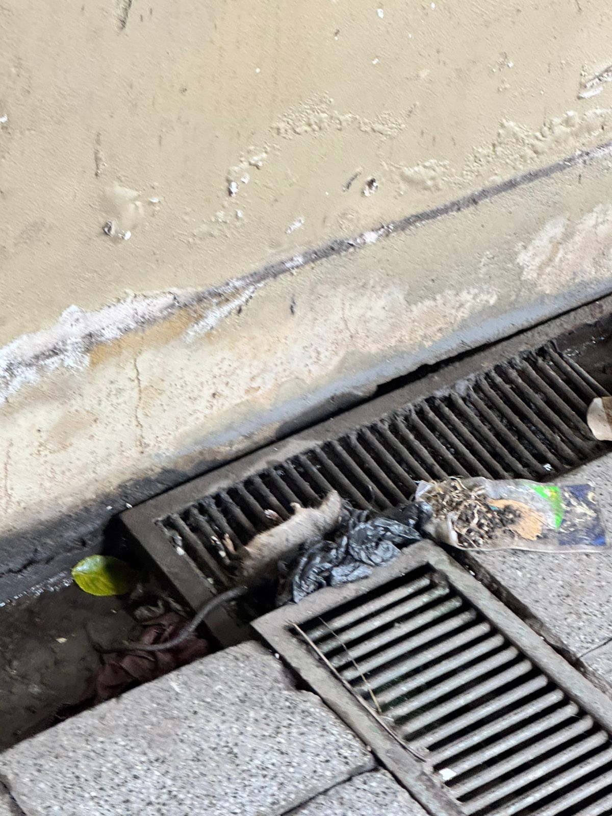 WhatsApp Image 2026-03-10 at 09.51.32.jpeg