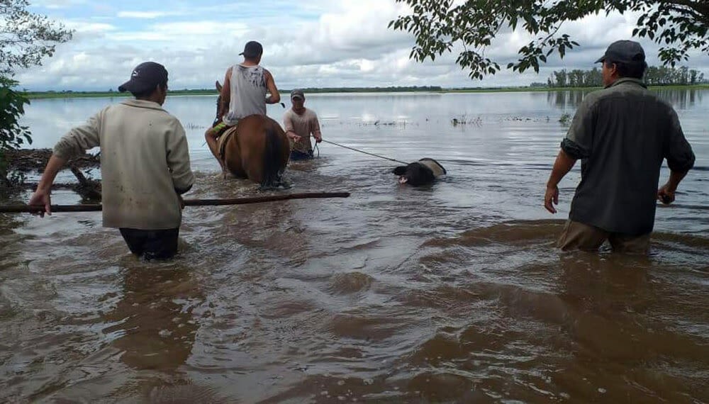 El campo tucumano espera que baje el agua para evaluar los daños del temporal