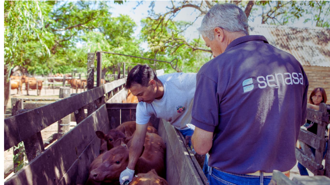 El nuevo esquema de vacunación antiaftosa desata una polémica entre un sector ganadero y el Gobierno