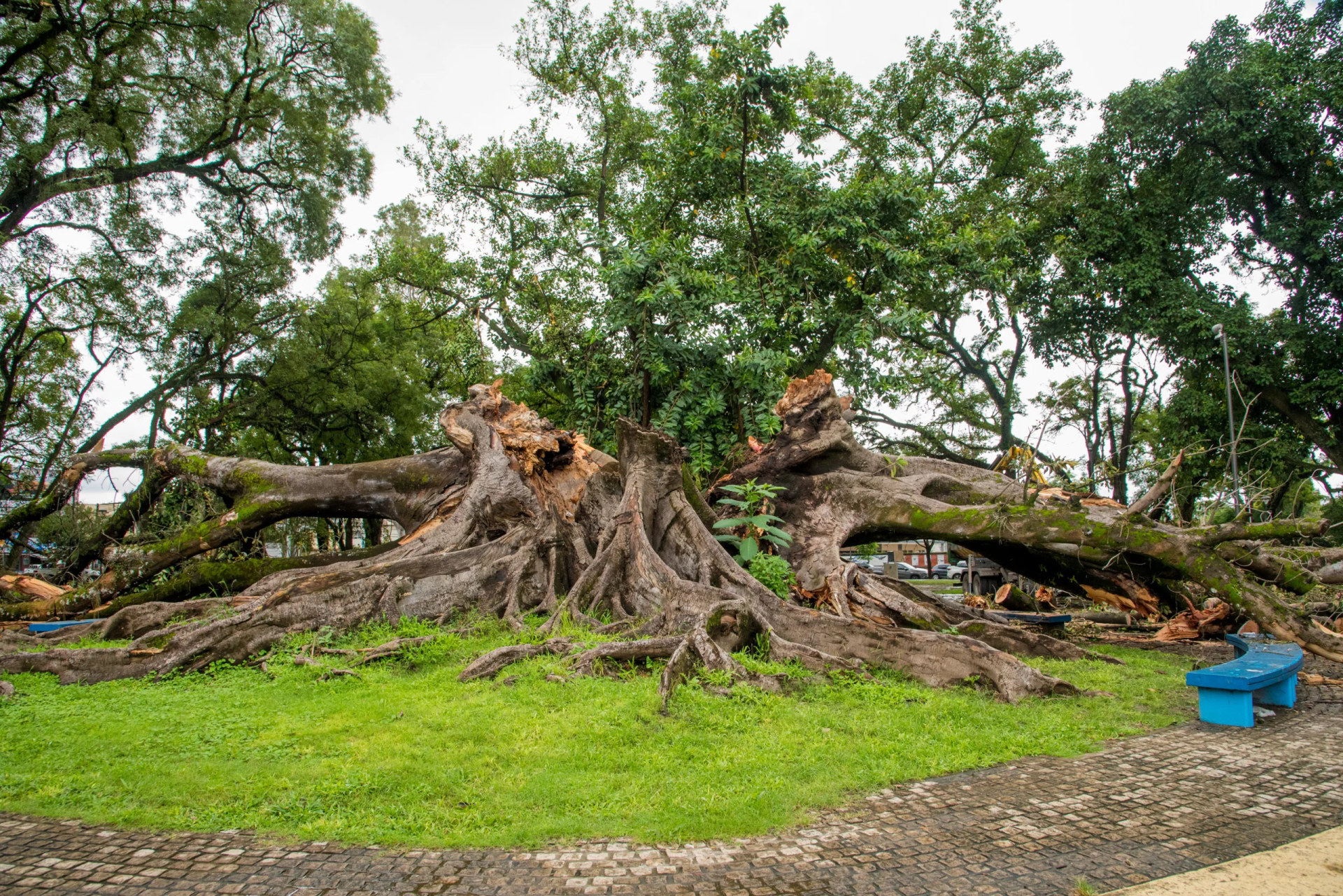 Cayó un histórico gomero en el Parque Avellaneda y no hubo heridos