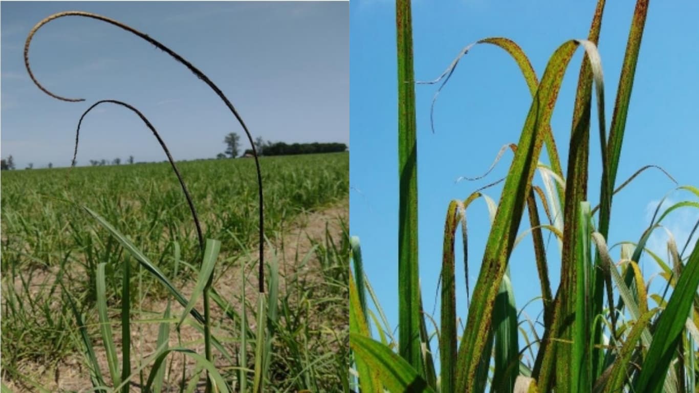 Qué enfermedades se detectaron en la caña de azúcar en la última campaña