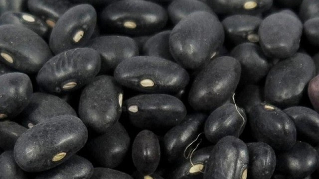 La campaña de poroto 2025 combinó menor volumen y mejor calidad