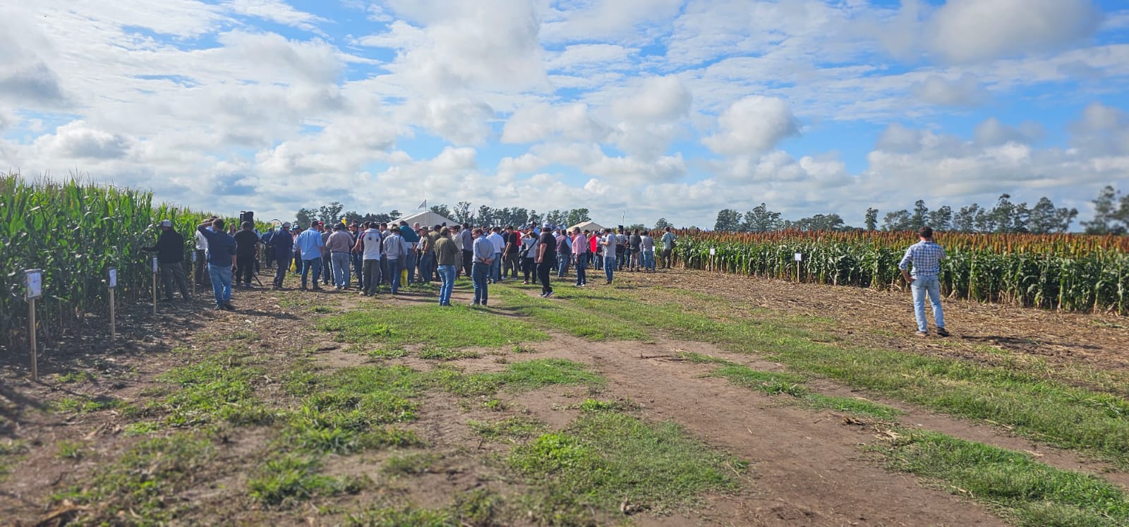 La EEAOC abre sus puertas con un nuevo Día de Campo de granos