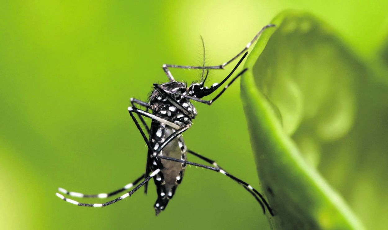 Alarma sanitaria en Tucumán: los contagios de chikungunya crecieron un 40% y advierten por un escenario complejo