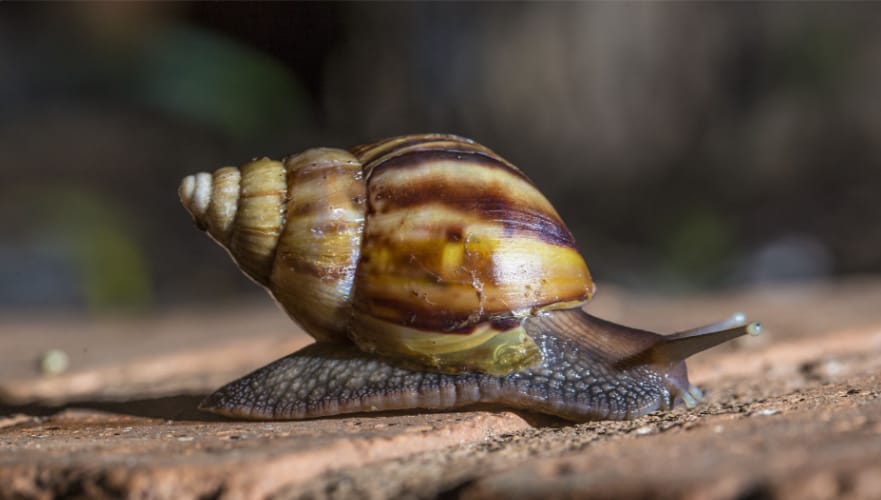 SENASA advierte sobre una posible plaga invasora en el sur de San Miguel de Tucumán