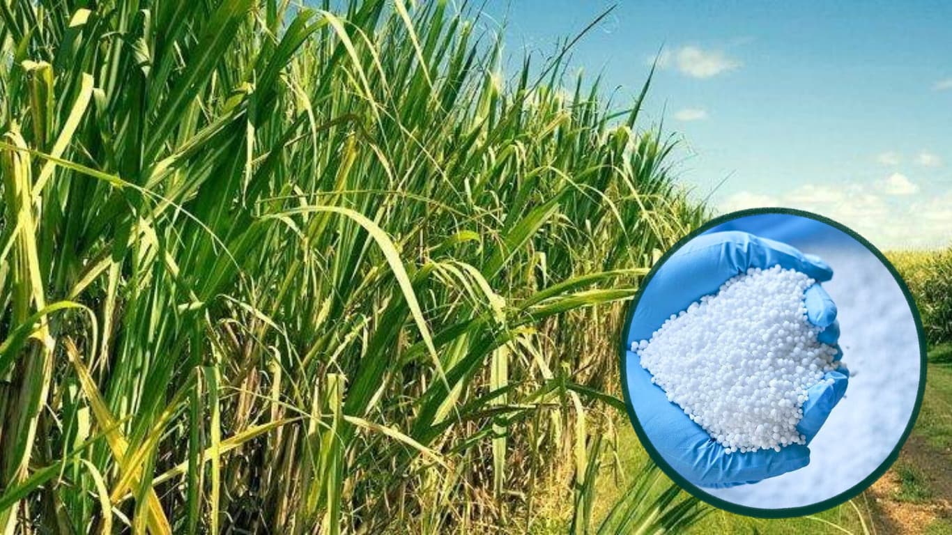 Fertilizantes caros y azúcar planchado: luces amarillas para la zafra que viene