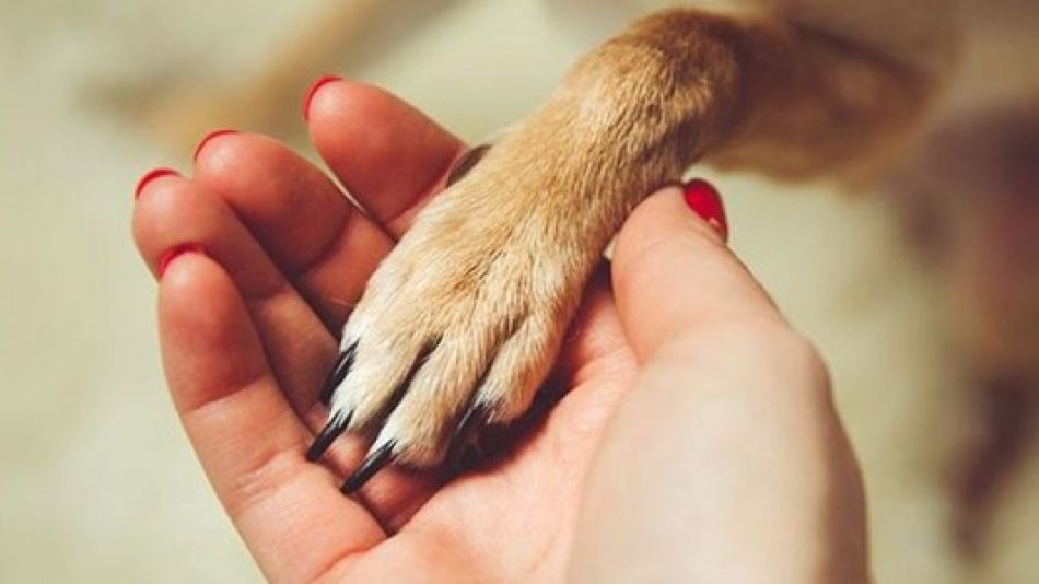 Día del Animal en la Argentina: el origen de la fecha y el legado de lucha detrás del homenaje