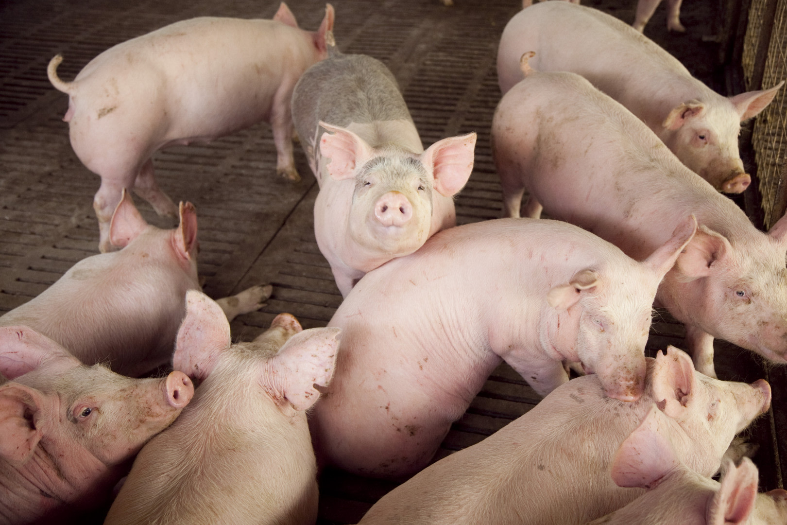 La producción de carne porcina sigue en alza y mejora sus indicadores