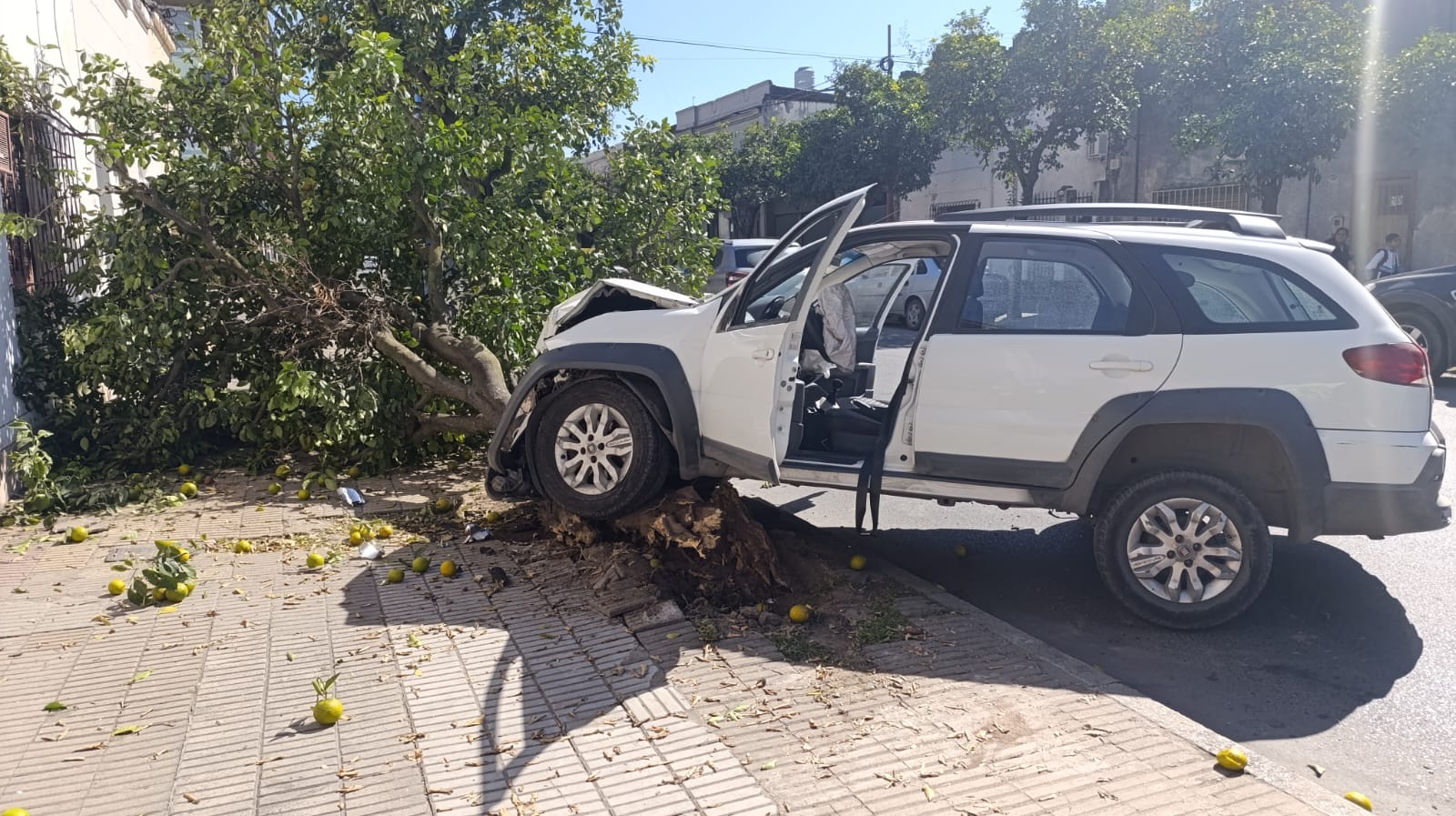 Un automovilista perdió el control, subió a la vereda y derribó un árbol