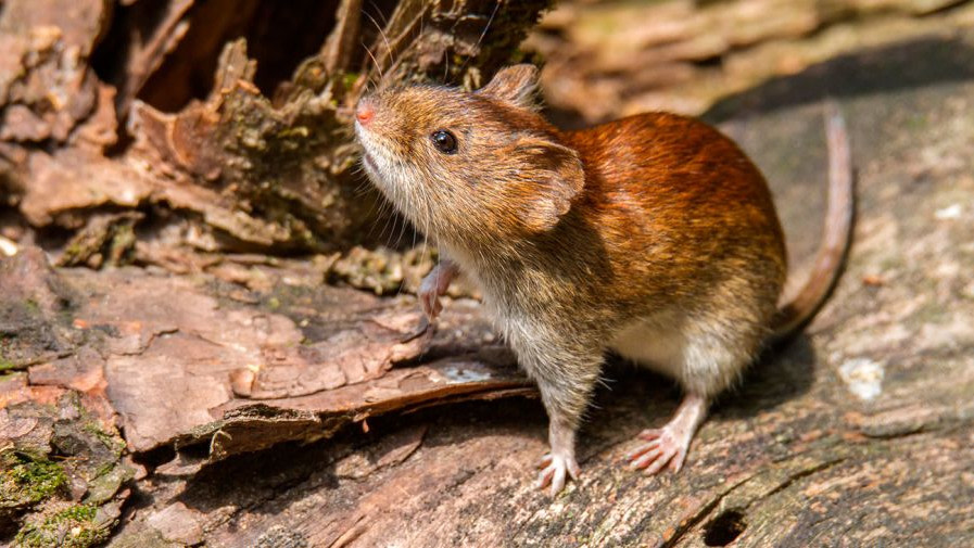 El hantavirus no da tregua: confirman 102 contagios y analizan el origen de un brote letal