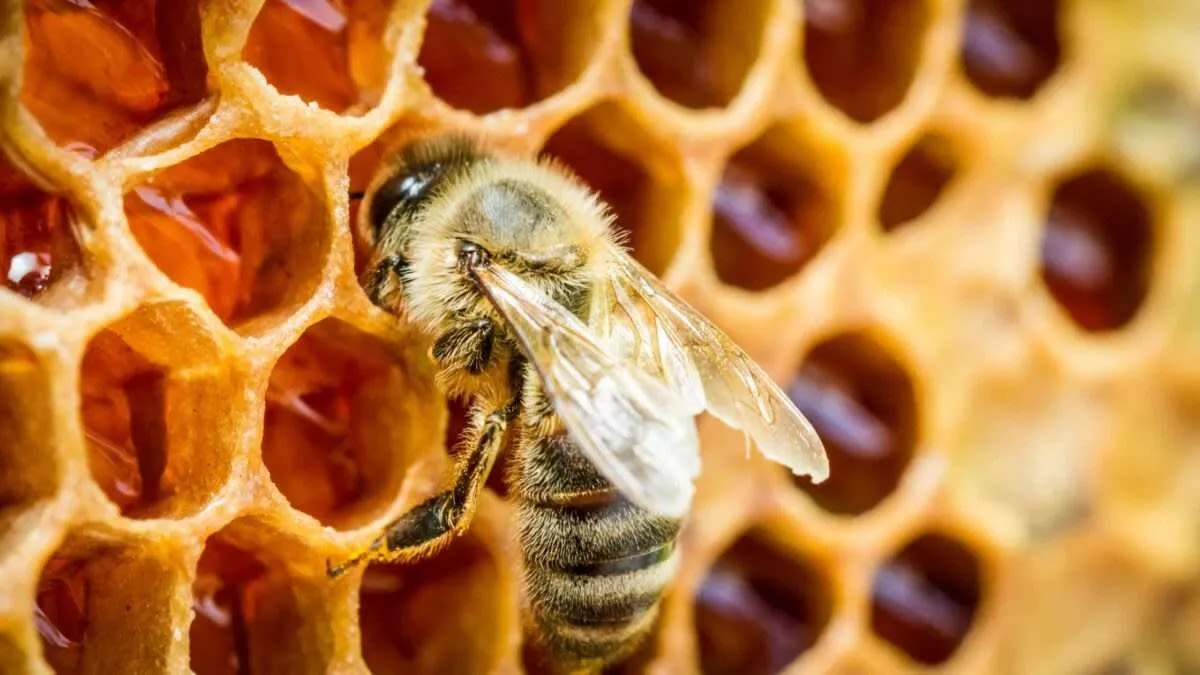 Cómo identificar miel auténtica: la recomendación del INTA PROAPI