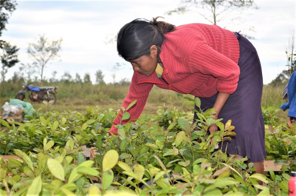El sector yerbatero de Misiones enfrenta pérdidas millonarias y un masivo éxodo de trabajadores