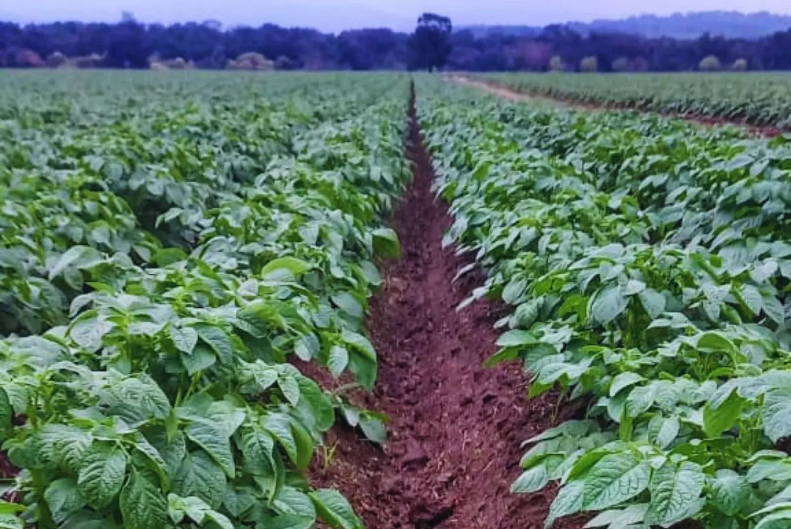 Biofertilizantes mejoraron el rendimiento de la papa temprana en Tucumán