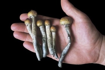 Un compuesto natural derivado de hongos alucinógenos demuestra eficacia contra la adicción a la cocaína