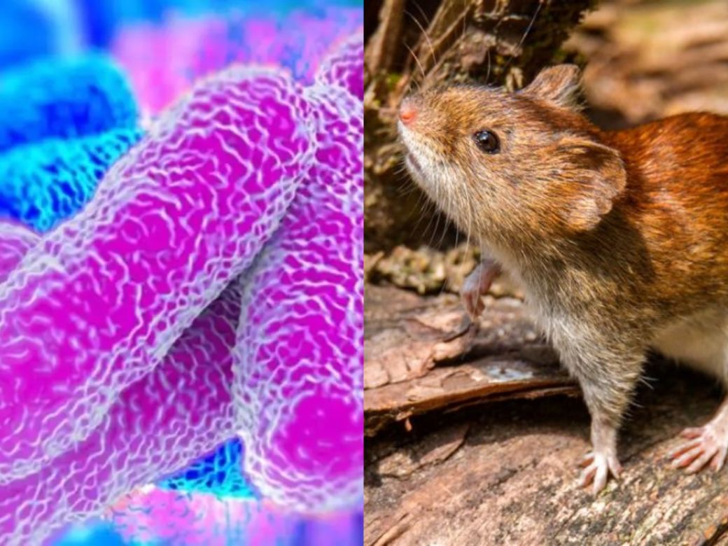 Reportaron más de cien casos de leptospirosis en lo que va del año en todo el país