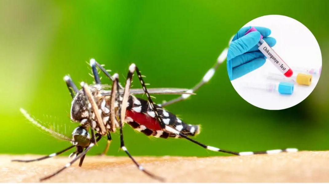 La fiebre chikungunya muestra un descenso progresivo en el Noroeste argentino