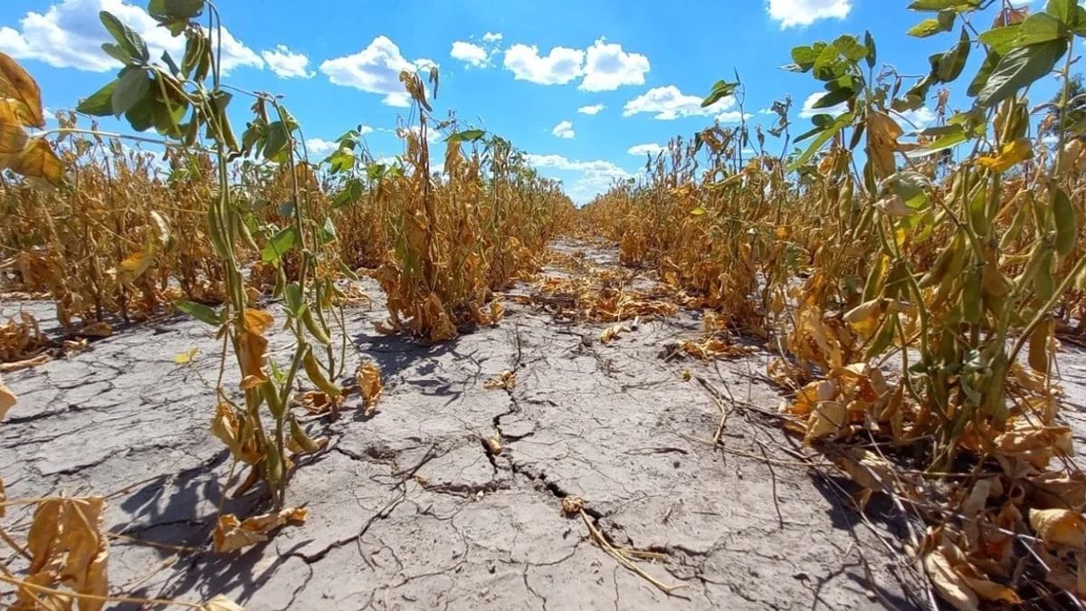 El Gobierno declaró la emergencia agropecuaria en Chubut, Río Negro y zonas de Mendoza por sequía, heladas y granizo