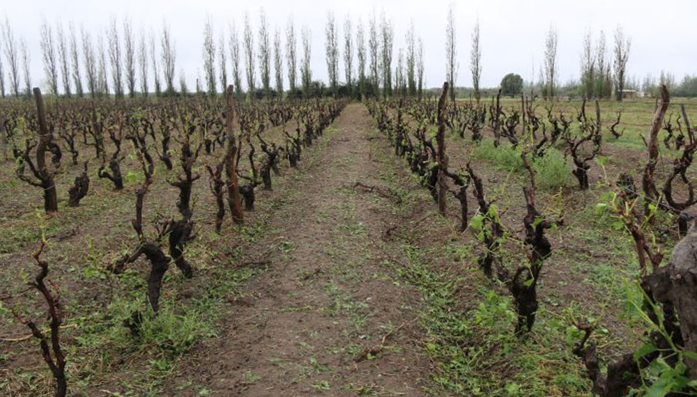 El Gobierno nacional decretó la emergencia agropecuaria para tres provincias