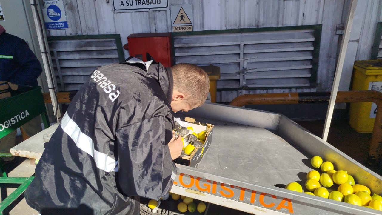 Más de 27.000 toneladas de limones ya partieron hacia destinos internacionales