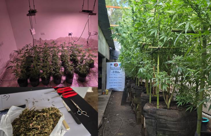 Desmantelan dos invernaderos clandestinos de marihuana en el barrio Virgen de Guadalupe