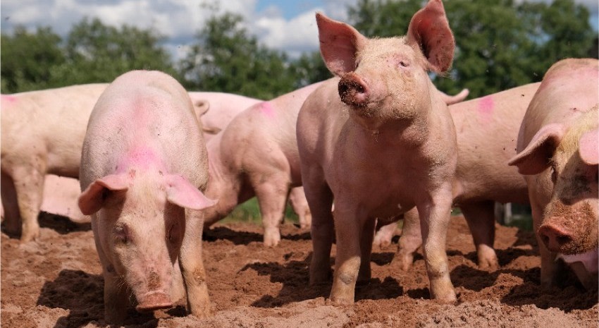 Confirman un caso de triquinosis y piden evitar el consumo de carne sin control