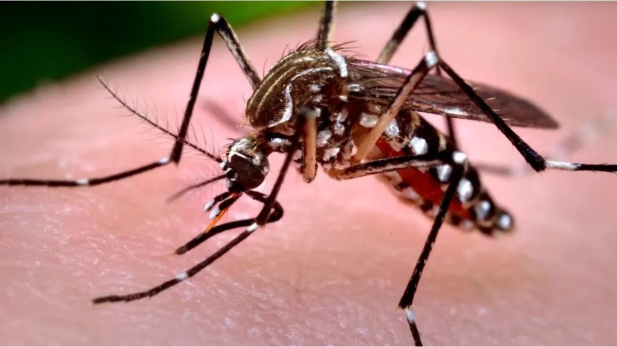 El NOA concentra el 96% de los contagios de fiebre chikungunya en el país