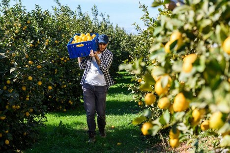 Actualizan los valores que rigen para los aportes de la actividad limonera