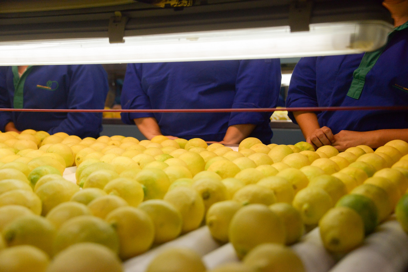 Las exportaciones de limón crecieron 36% en valor y consolidan su presencia en el mercado mundial