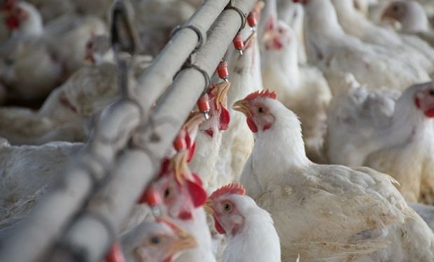 Argentina recuperó dos mercados clave para la exportación de carne aviar