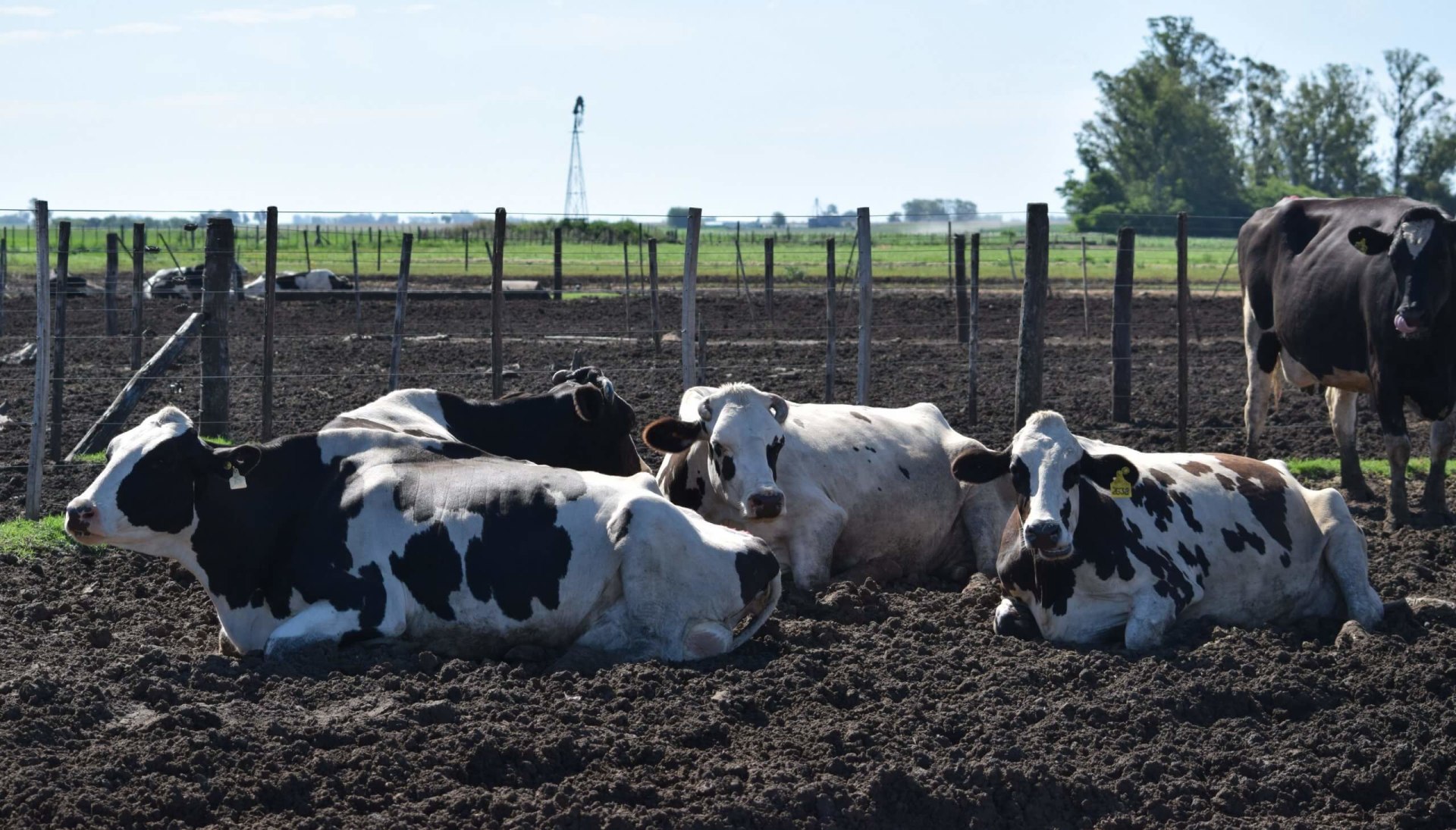 Impulsan proyectos para transformar efluentes ganaderos en biogás