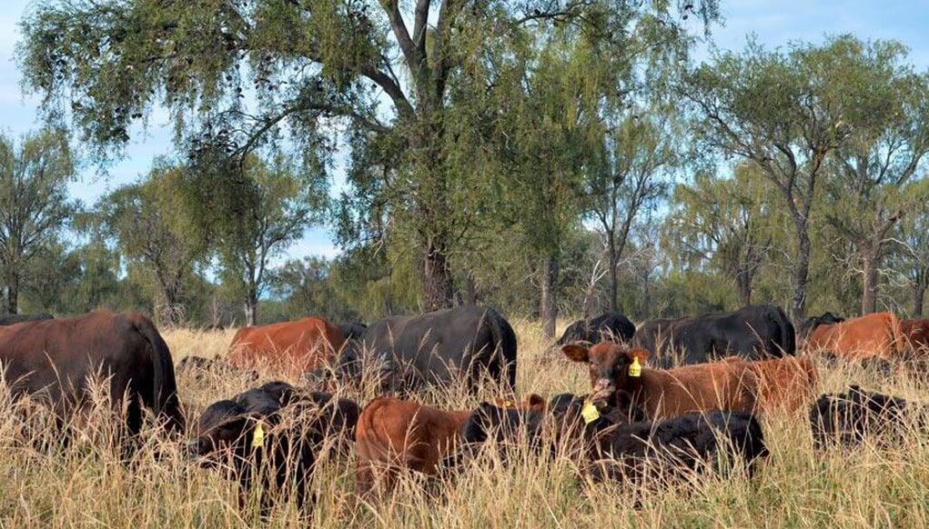 Un proyecto del INTA apuesta a compatibilizar la ganadería con el cuidado del monte