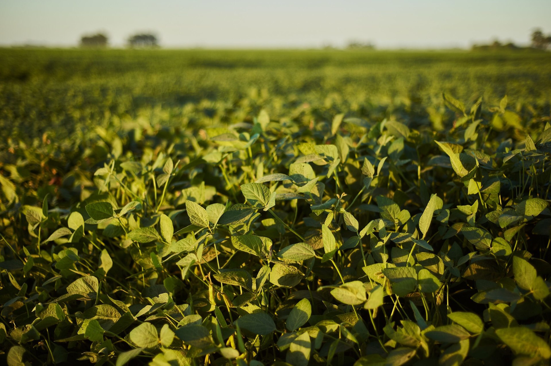 Argentina aprobó una tecnología pionera para combatir malezas resistentes en el campo