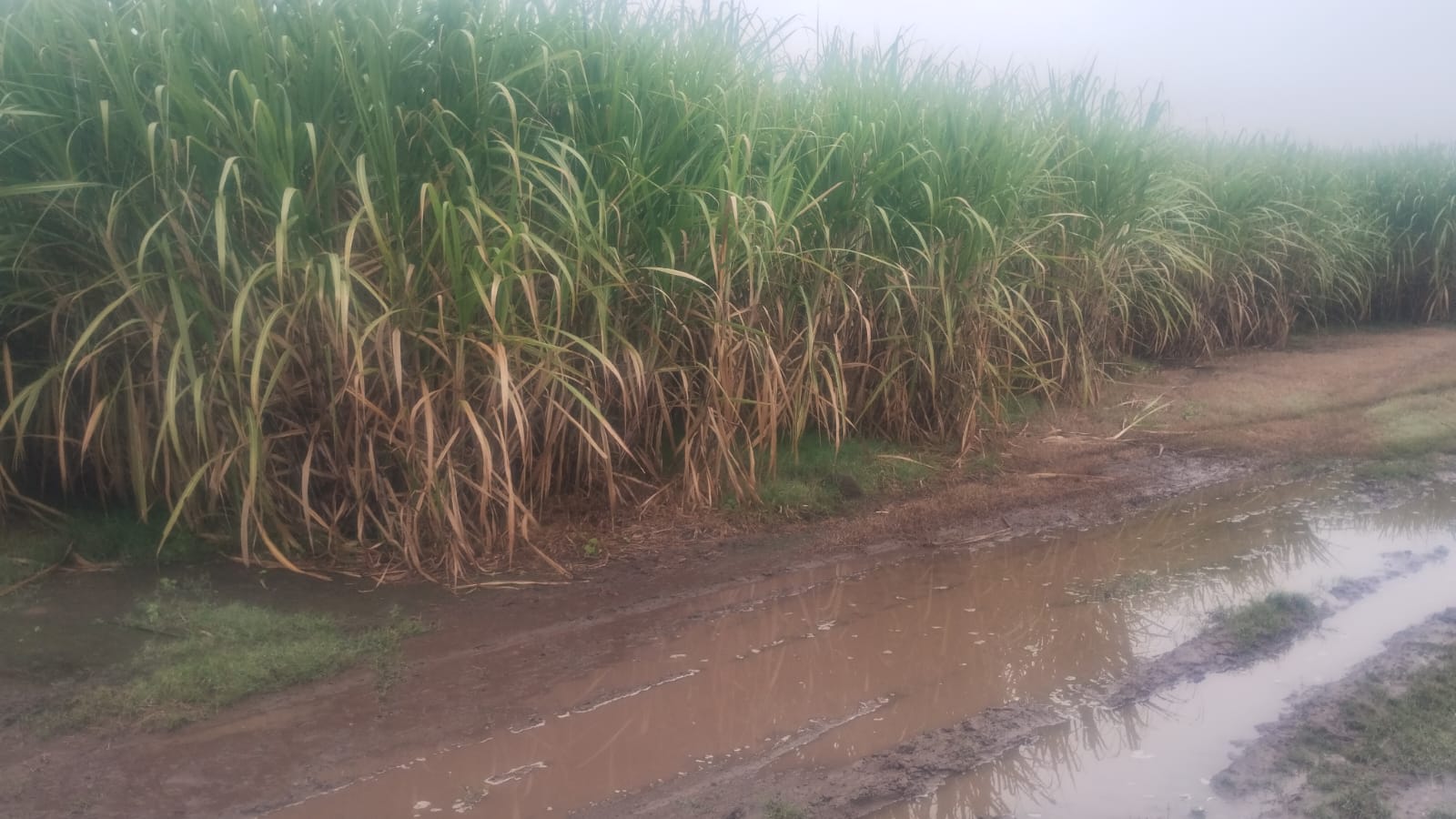 Entre el barro y el ingenio: así lograron sacar un camión cañero en plena zafra